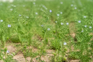 Champ de lentilles en fleurs avec gousses vertes et petites fleurs blanches au printemps