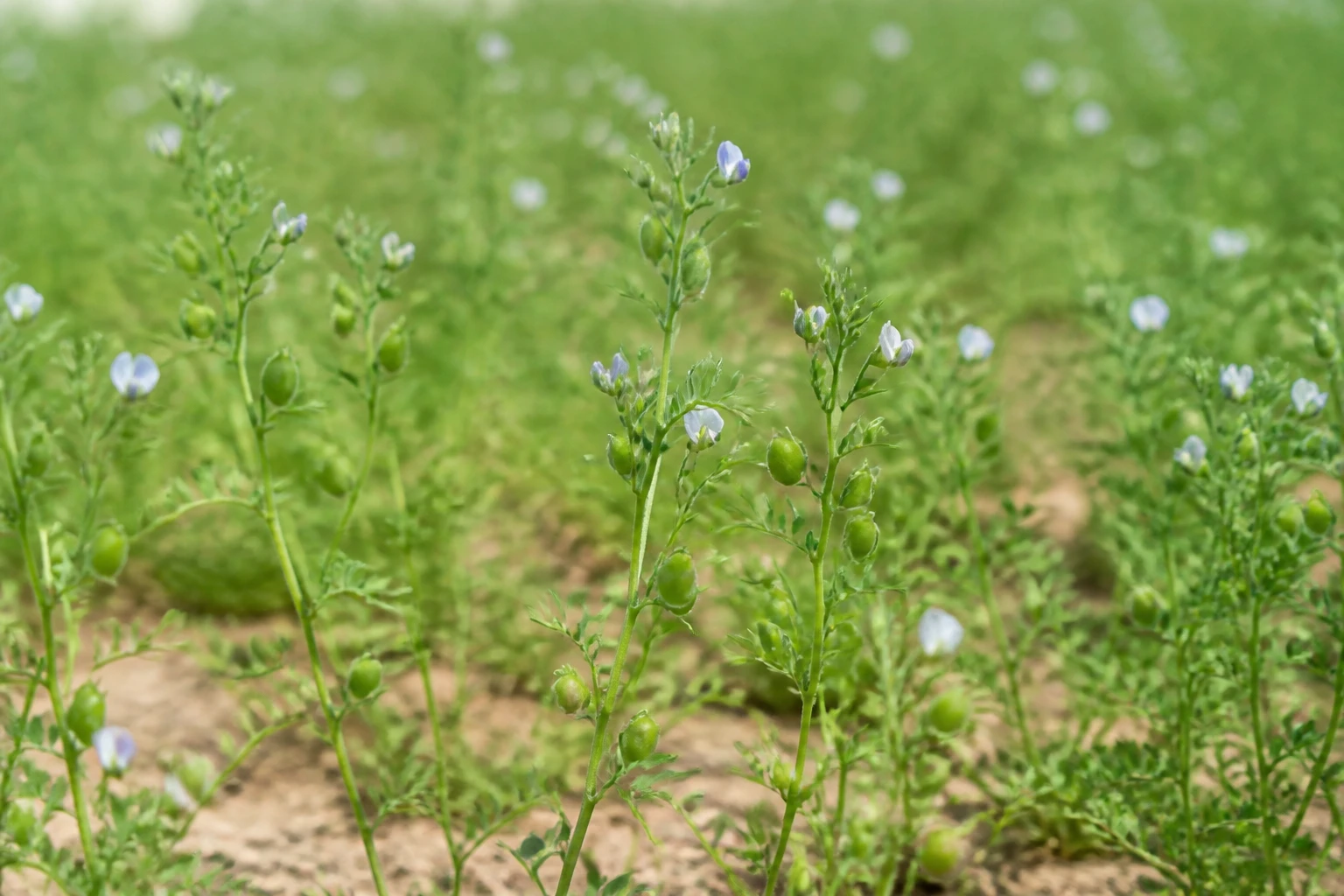 Champ de lentilles en fleurs avec gousses vertes et petites fleurs blanches au printemps