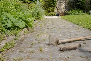 Allée de pavés avec mauvaises herbes entre les joints et outils de désherbage manuel posés au sol